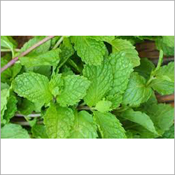 Mint Leaves
