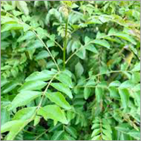 Curry Leaves