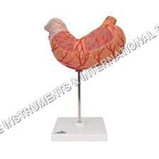 Stomach model