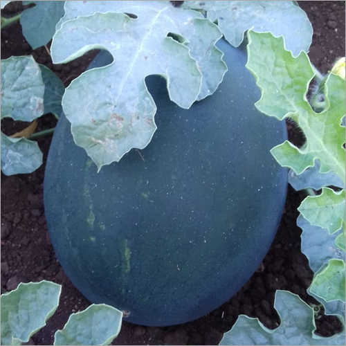 ताज़ा तरबूज