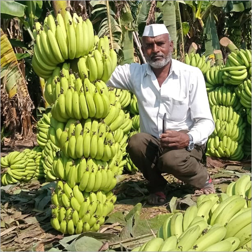 कच्चा केला