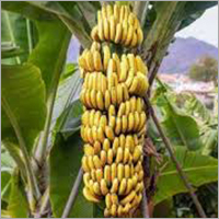 Common Fresh Banana