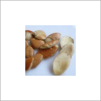 आम के बीज