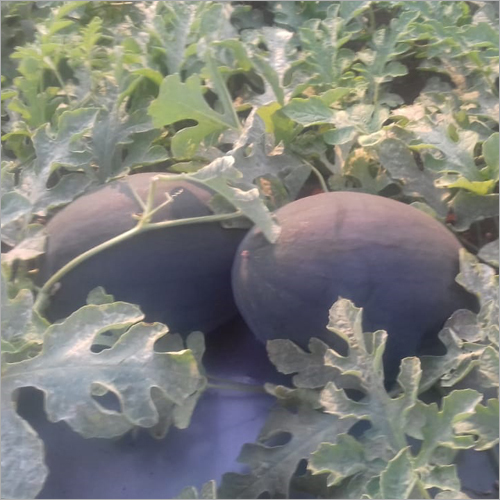 Fresh Watermelon