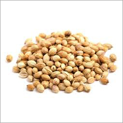 Coriander Seeds - 99% Purity, 7-8% Moisture | Common Cultivation, 6 Months Shelf Life, Weight As Per Order Kilograms