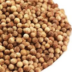 Coriander Seeds - 99% Purity, 7-8% Moisture | Common Cultivation, 6 Months Shelf Life, Weight As Per Order Kilograms