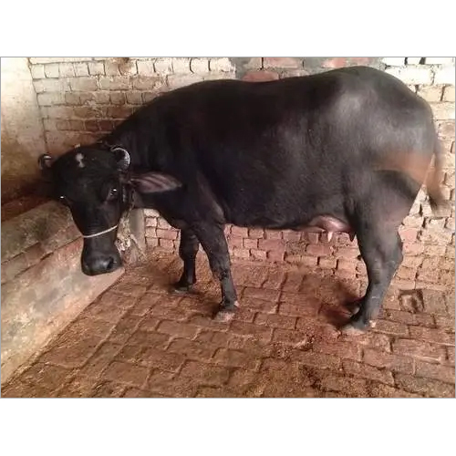 शुद्ध मुर्रा भैंस