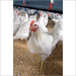 Pure Broiler Chicken - Age 4-7 Weeks , White Feathered With Yellowish Skin, Weight Up To 2 Kilograms, Bred For Optimal Meat Production