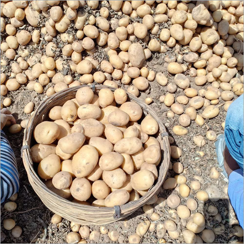 Fresh Potato - Natural Shape, 7-10 Days Shelf Life | Versatile Low-calorie Vegetable, Ideal For Various Cooking Methods