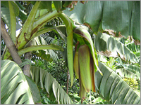 Banana Plants Flowering