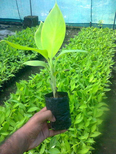 Green House