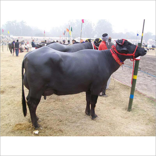 ब्लैक डेयरी फार्म मुर्रा भैंस