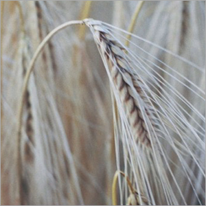 खाद्य गुणवत्ता और सुरक्षा प्रमाणन