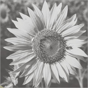 इनपुट प्रमाणन