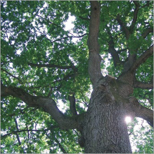 प्रबंधन और सामाजिक उत्तरदायित्व प्रमाणन