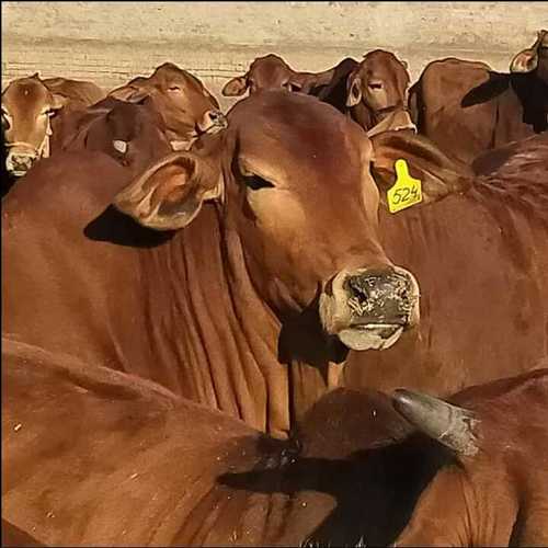 Sahiwal Cow Supplier In Himachal Pradesh - Color: Brown