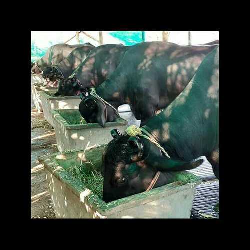 ब्लैक इंडियन यील्ड मुर्रा भैंस