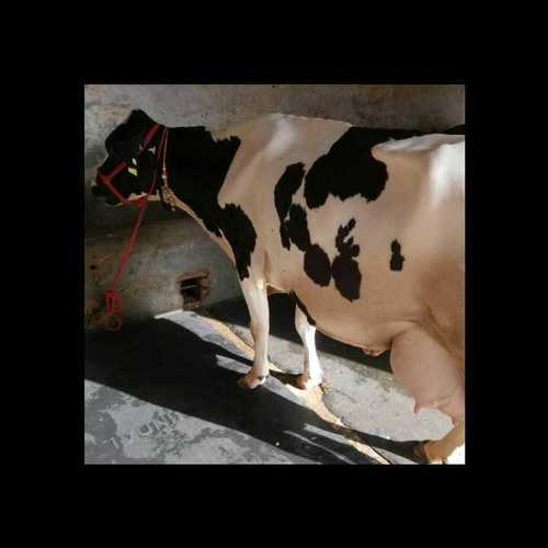 Hf Cow Trader In Maharashtra - Color: White & Black