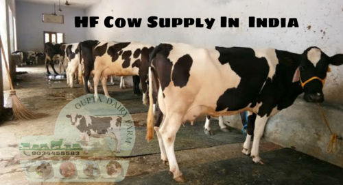 American Hf Cow - Color: Black And White