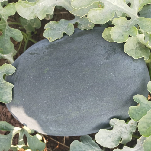 Fresh Watermelon