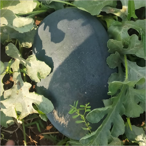 Fresh Watermelon