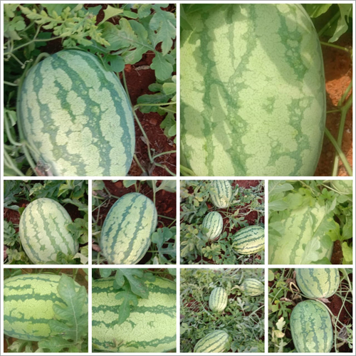 Organic Watermelon