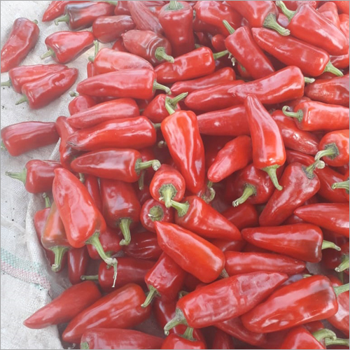 Fresh Red Chilli