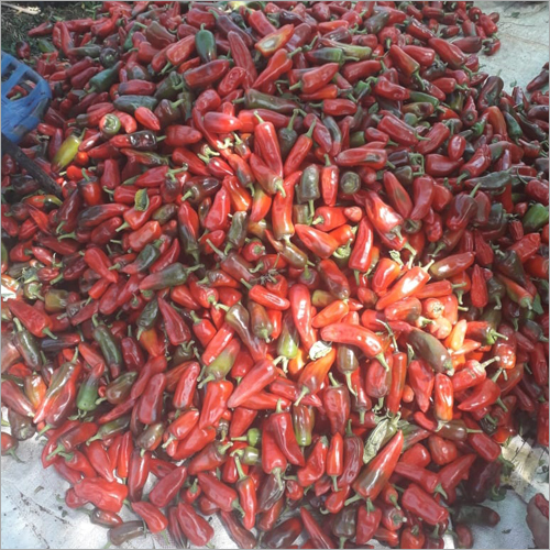 Fresh Red Chilli