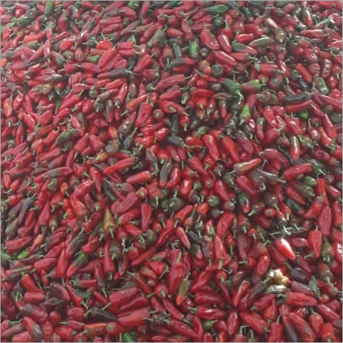 Fresh Red Chilli