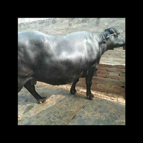 High Yield Murrah Buffalo - Color: Black