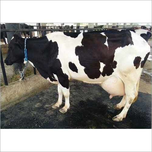 Indian Hf Cow
