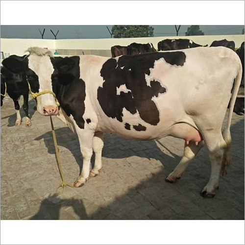 Indian Hf Cow