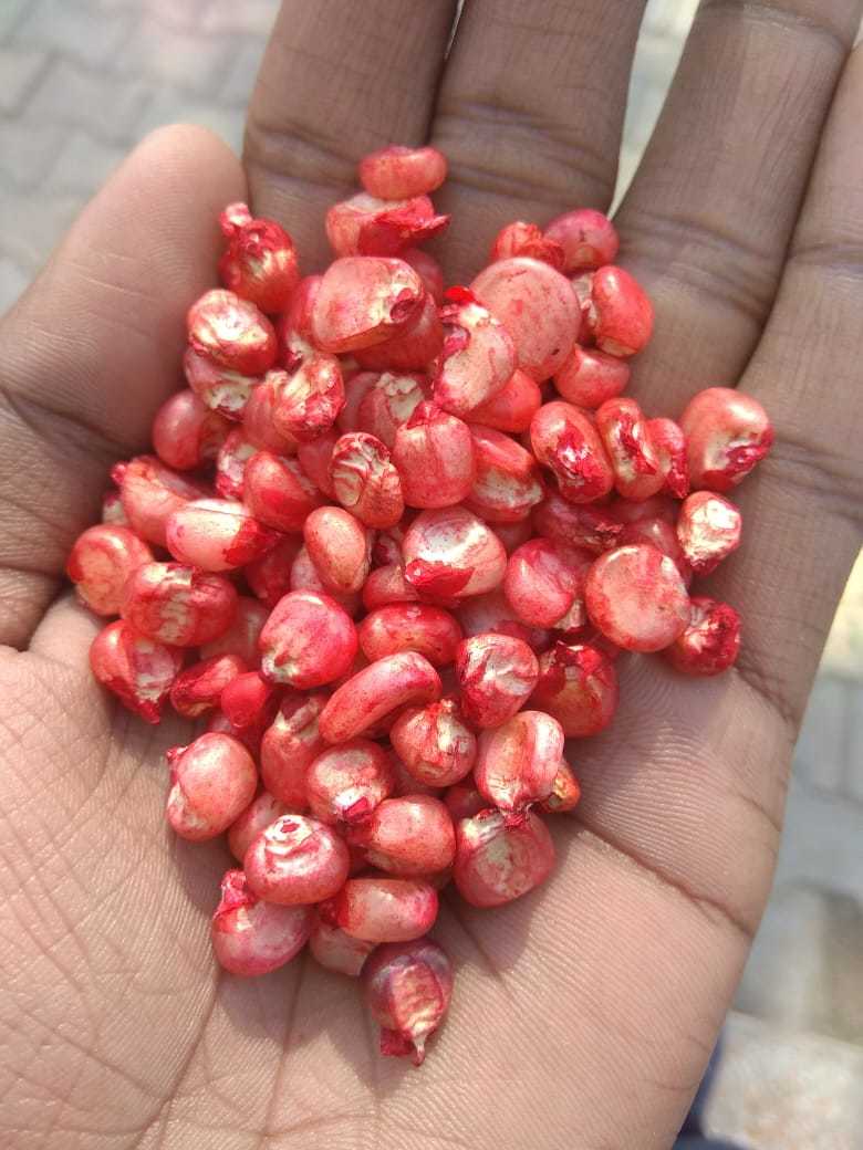 White 7 Kg Fodder Maize Seeds