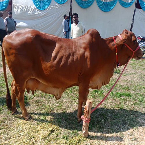 Sahiwal Cow