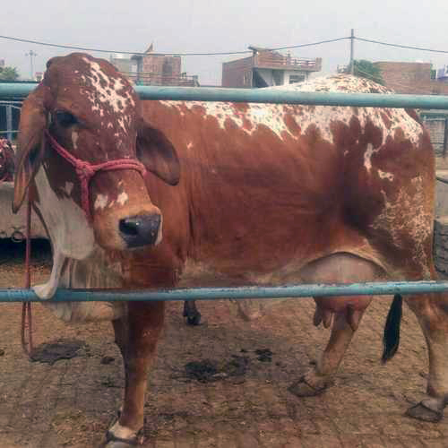 Rathi Cow - Brown, 400-500 kg, 120-130 cm | High Milk Yield, Disease Resistance, Adaptable Breed, Hardy Nature, Good Temperament