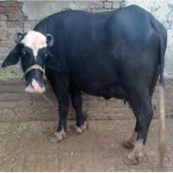 Nili-Ravi Buffalo