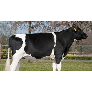 Hf Bull By Sr Dairy Farm