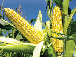 Corn - 8-12 Inches Long, 1.5-2.5 Inches Diameter, Yellow Color, 15-20% Moisture, 12-20 Rows, 500-800 Kernels | High Yield, Disease Resistant, Pest Resistant, Easy Planting, Fast Growth, Nutritional Value, Adaptable
