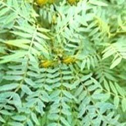 सेना छोड़ देता है