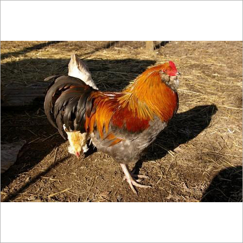Pure Breed Country Chicken