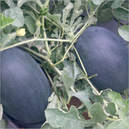 नेत्रवती प्राइम तरबूज के बीज