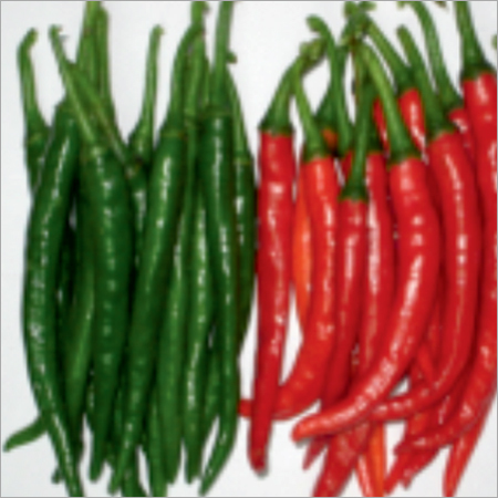 तेजा हॉट प्राइम मिर्च बीज