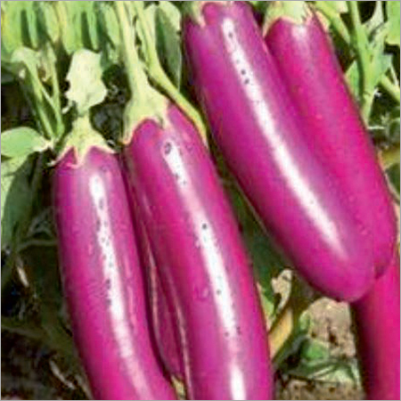 RAG -704 प्राइम बैंगन के बीज