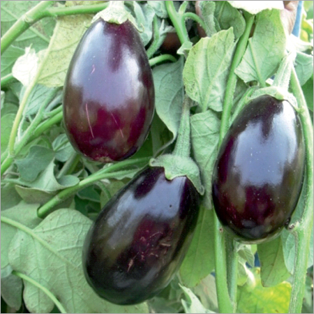 कुमारधारा प्राइम बैंगन बीज