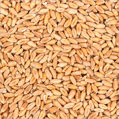 Wheat Grain Broken Ratio (%): 5 %