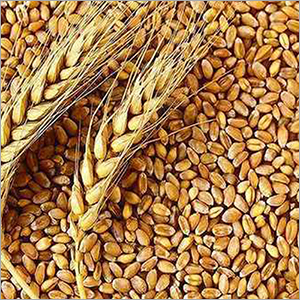 Wheat Grain Broken Ratio (%): 5 %