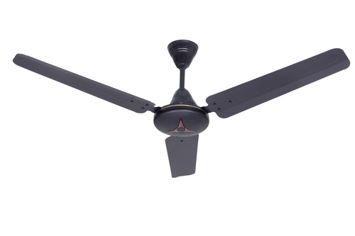 गोल्ड स्टार (काला) शीबा