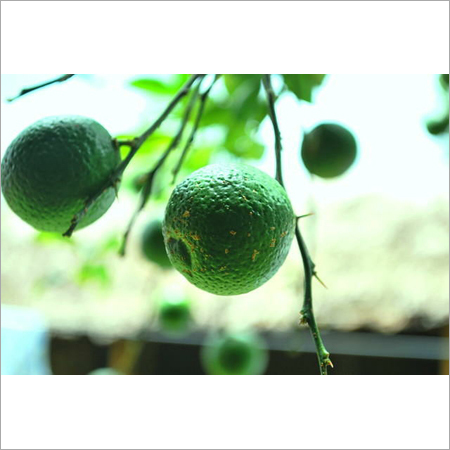 Assam Lemon ( Gol Nemu )