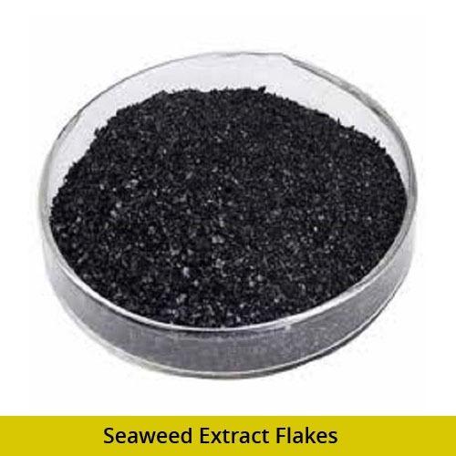 Seaweed Extract Flakes - Organic Black Flakes , Ideal for Soil Application in Eco-Friendly Gardening
