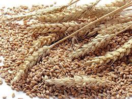 गेहूं के बीज का टूटा हुआ अनुपात (%): 5